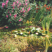 Learn Organic Gardening