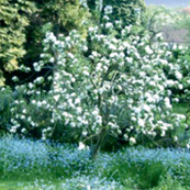 Learn Organic Gardening